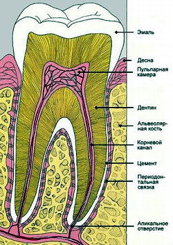 Будова зуба - енциклопедія стоматології