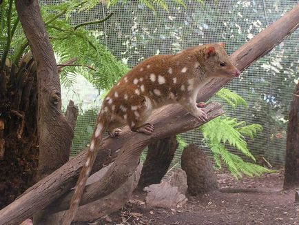 Marsupial marten (dasyurus) viața prădătorilor planetei noastre