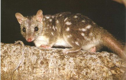 Marsupial marten (dasyurus) viața prădătorilor planetei noastre