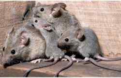 De asemenea, șoarecii sunt inofensive în trăsăturile și obiceiurile lor