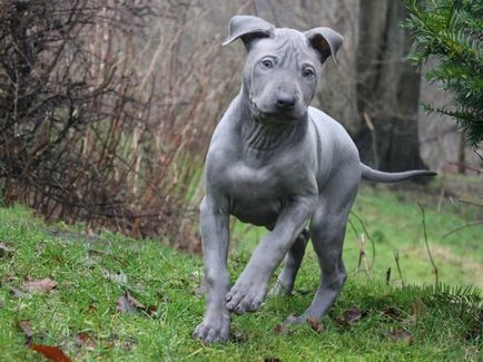 Thai Ridgeback Foto Thai Ridgeback, rasa de caini Thai Ridgeback