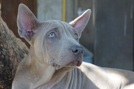 Thai Ridgeback Foto Thai Ridgeback, rasa de caini Thai Ridgeback