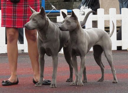 Thai Ridgeback Foto Thai Ridgeback, rasa de caini Thai Ridgeback