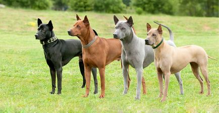 Thai Ridgeback Foto Thai Ridgeback, rasa de caini Thai Ridgeback