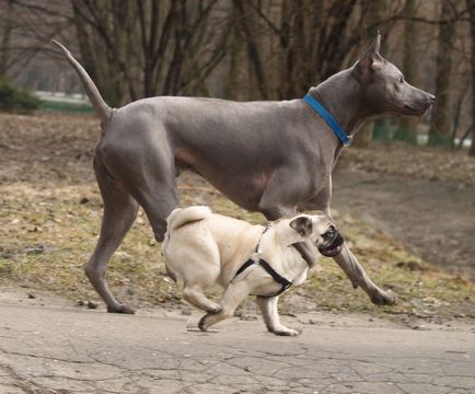 Thai Ridgeback Foto Thai Ridgeback, rasa de caini Thai Ridgeback