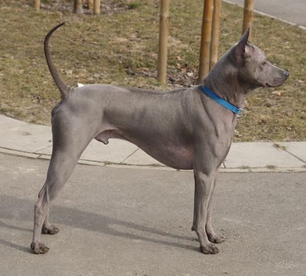 Thai Ridgeback Foto Thai Ridgeback, rasa de caini Thai Ridgeback