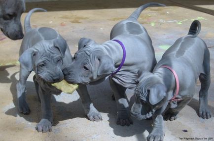 Thai Ridgeback Foto Thai Ridgeback, rasa de caini Thai Ridgeback