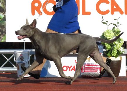 Thai Ridgeback Foto Thai Ridgeback, rasa de caini Thai Ridgeback