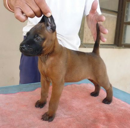 Thai Ridgeback Foto Thai Ridgeback, rasa de caini Thai Ridgeback