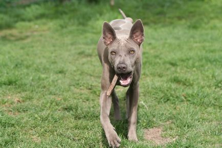 Thai Ridgeback Foto Thai Ridgeback, rasa de caini Thai Ridgeback