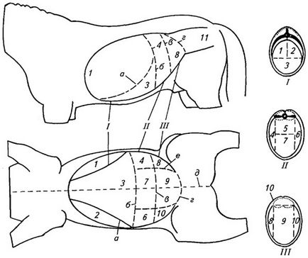 Tema 19 topografia organelor interne
