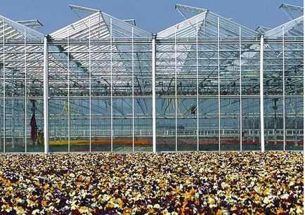 Üvegházak Hollandiában saját kezűleg