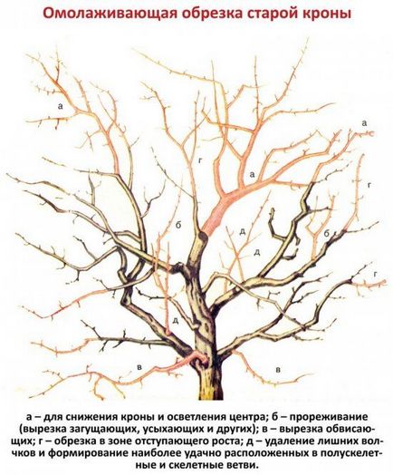 A technológia a fiatalítás metszés a régi kertben