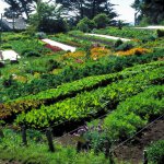 Гарбуз умови і правила вирощування - cельхозпортал