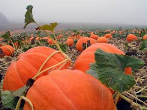 Conditii de dovleac si reguli de crestere - portaluri agricole (conditii de casa din dovleac) Condiții de dovleac și reguli de creștere - portalul fermei