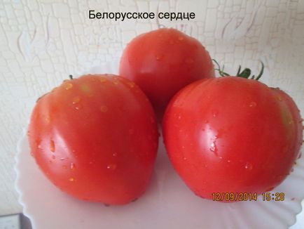 Tomat Bielorusia inima Descrierea varietății, caracteristicile și recenziile