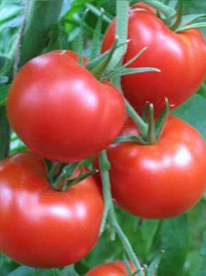 Томат - фламінго - f1 характеристика та опис сорту, рекомендації по вирощуванню відмінного врожаю