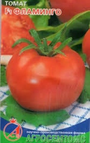 Томат - фламінго - f1 характеристика та опис сорту, рекомендації по вирощуванню відмінного врожаю