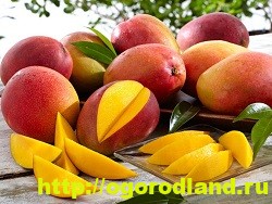 Тропічні фрукти