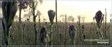 Tuberosa (fotografie) - plantarea și îngrijirea unei flori, un loc despre o grădină, o reședință de vară și plante de apartament