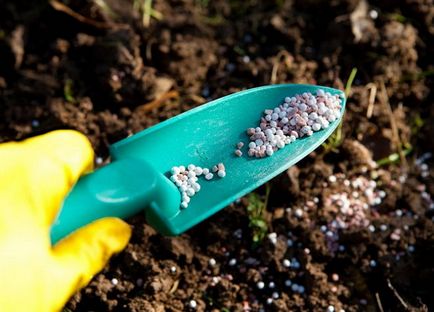 Tuya - trăsături de cultivare, în grădina de flori ()