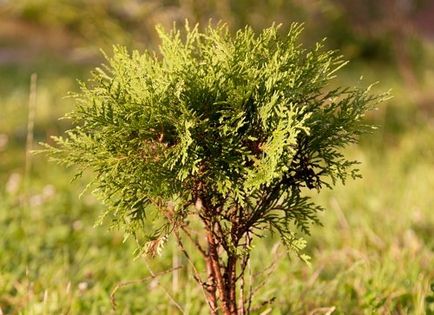 Tuya - trăsături de cultivare, în grădina de flori ()