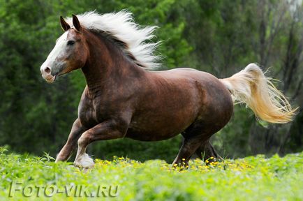 Nehézsúlyú - a legnagyobb és erős ló