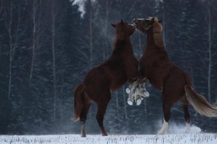 Heavyweights - cei mai mari și mai puternici cai