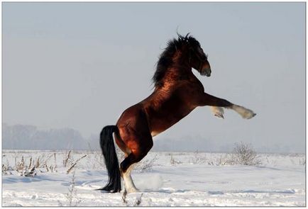 Ваговози - найбільші і сильні коні