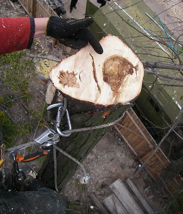 Eltávolítása fagyöngy - eltávolítását, és vágás fák Kieve 38 (050) 33-095-33