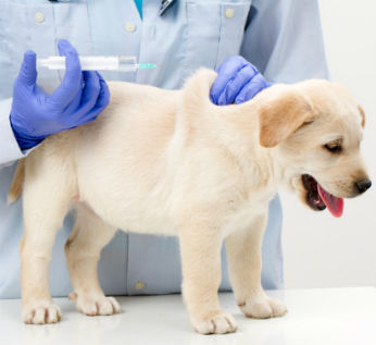 O fotografie a unui câine care injecta câini la domiciliu, o barză de serviciu veterinar și