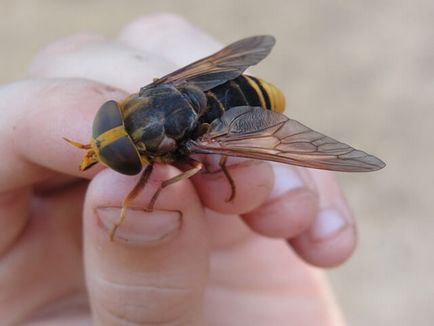 horsefly harapás