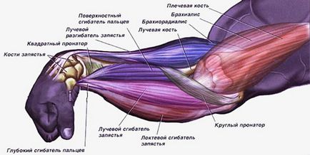 Exerciții pentru întărirea periilor