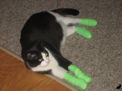 Care karom macska - olyan kitoloncolási művelet a kivágás, kogtetochke