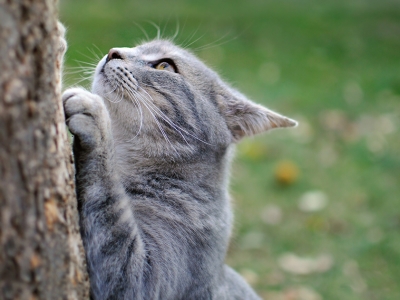 Grijă pentru ghearele pisicilor - mijloace, îndepărtare, funcționare, tăiere, zgâriere