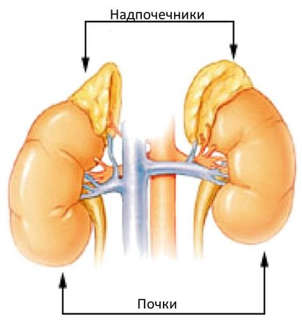 Uzi rinichi și glandei suprarenale atunci când numit, care arată cum să facă