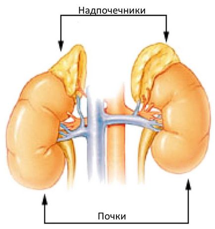 Узі нирок і надниркових залоз коли призначається, що показує, як робиться
