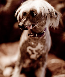 Valeria gai germanica preferatul meu chinez coborat câine monya - valeria gai germanica - pasiune