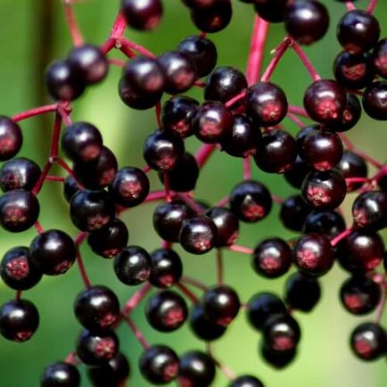 Blackberry Egg Beneficii