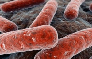 Típusú tuberkulózis (TBC ilyen jeleket) Formái tuberculosis