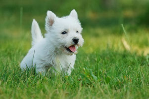 Paddock - site westidog!