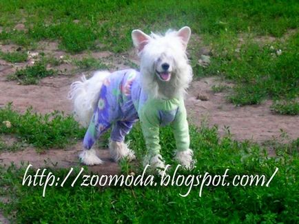 tipare de îmbrăcăminte pentru rase de câini York, Chihuahua, toyterer Maid hohlatayahend chineză, Hand Made