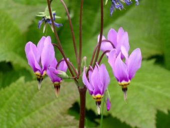 Вирощування додекатеона (70 фото) сорти, умови, з насіння, у відкритому грунті, коли садити,