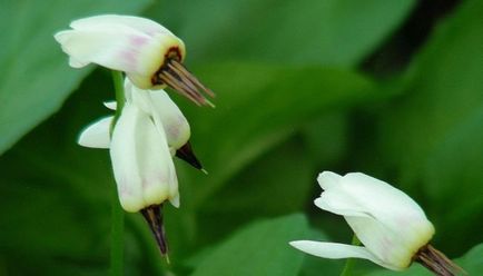 Вирощування додекатеона (70 фото) сорти, умови, з насіння, у відкритому грунті, коли садити,