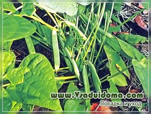 Cultivarea fasolei comune - plantare și îngrijire (Voronezh), un loc despre o grădină, o reședință de vară și plante de apartament