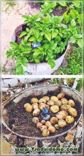 Cultivarea cartofilor într-un butoi - feedback-ul meu, un site despre o grădină, o reședință de vară și plante de casă