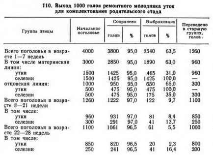 Вирощування ремонтного молодняку ​​качок - агроархів сільськогосподарські матеріали