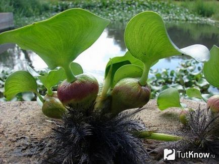 Cultivarea, tipurile și descrierea ayhornia, grijă de ea