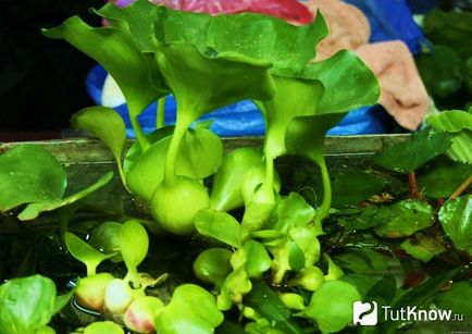 Cultivarea, tipurile și descrierea ayhornia, grijă de ea