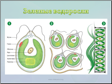 Водорості - презентація біологія